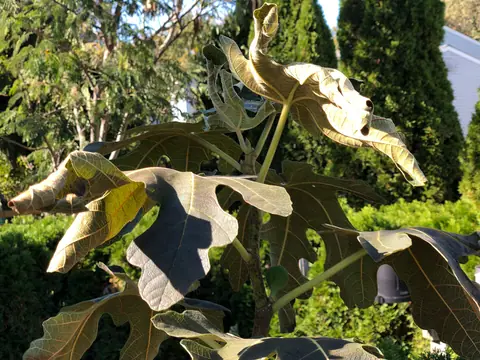 Example of fig leaves killed by a frost, on another plant