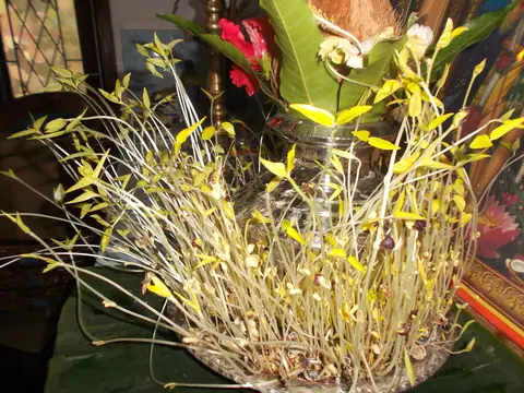 Example of etiolated seedlings stretching pale toward the light, on another plant