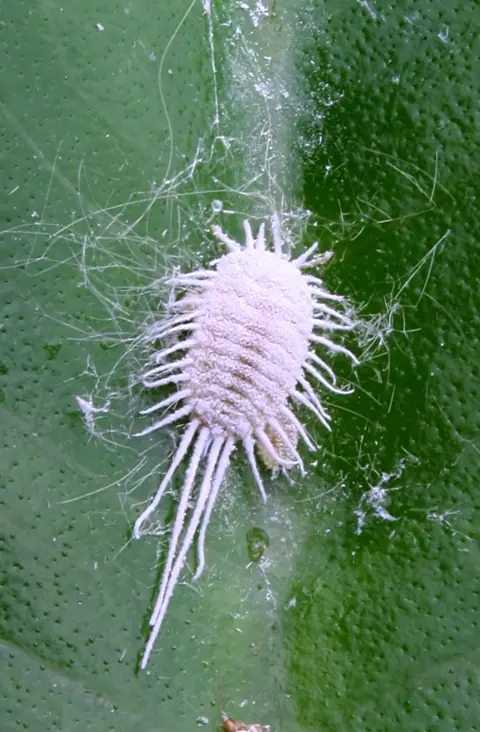 Example of a long-tailed mealybug on a leaf, on another plant