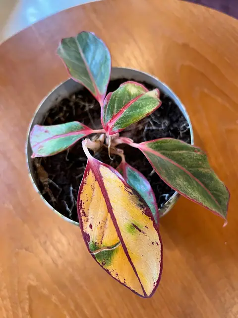 Example of a yellowing lower leaf on a potted Chinese evergreen, on another plant