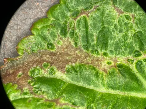 Example of thrips scarring and bronzing on a hydrangea leaf, on another plant