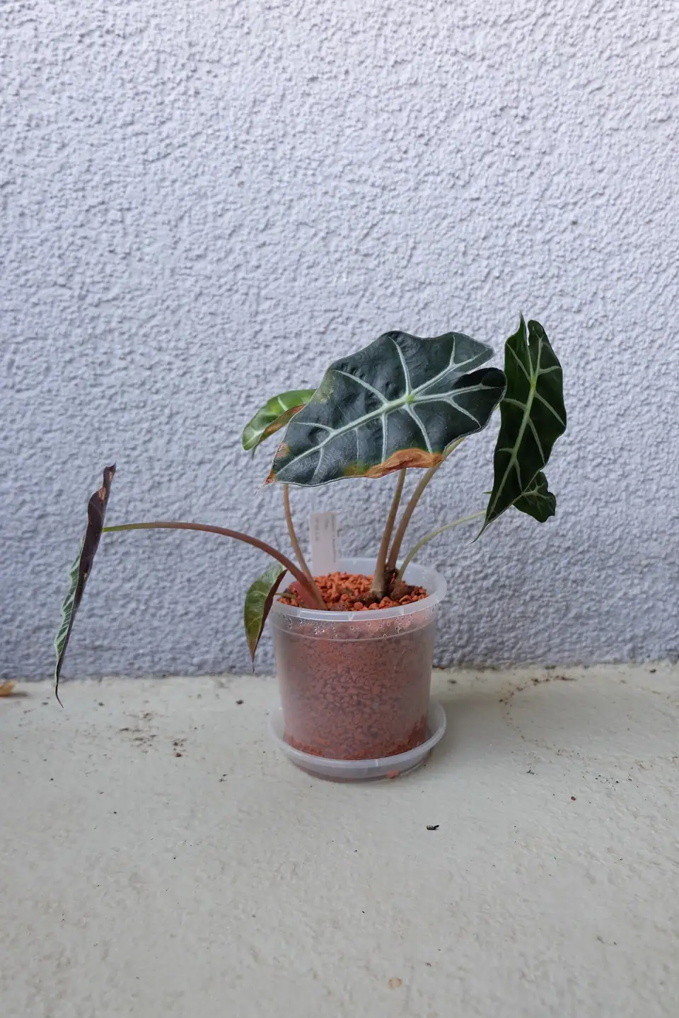 Reference photo of Alocasia Polly (Alocasia × amazonica 'Polly')