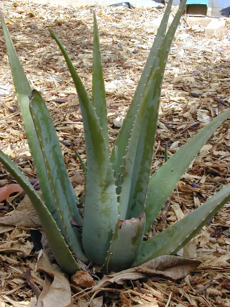 Reference photo of Aloe Vera (Aloe vera)