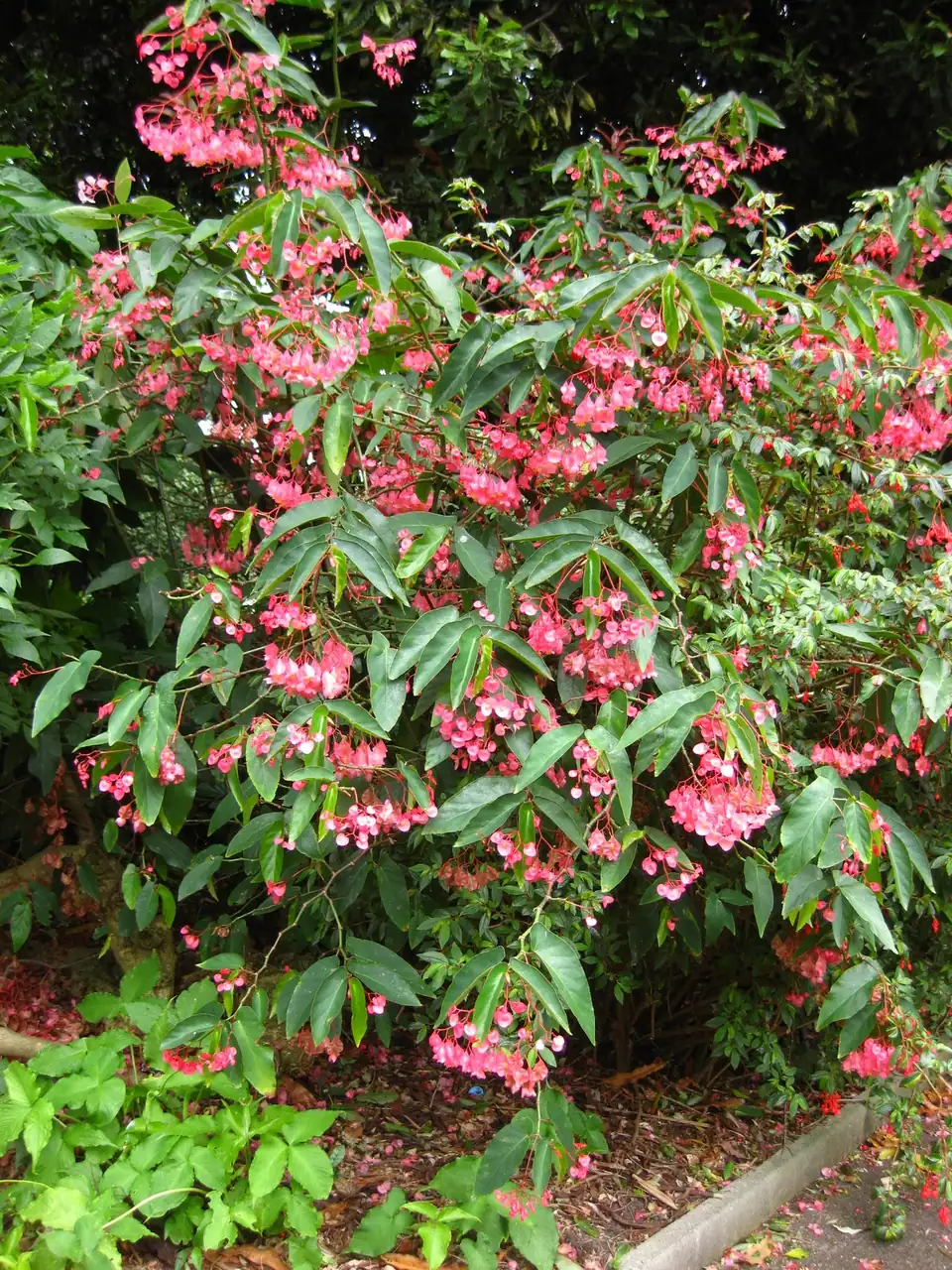 Reference photo of Angel Wing Begonia (Begonia coccinea)