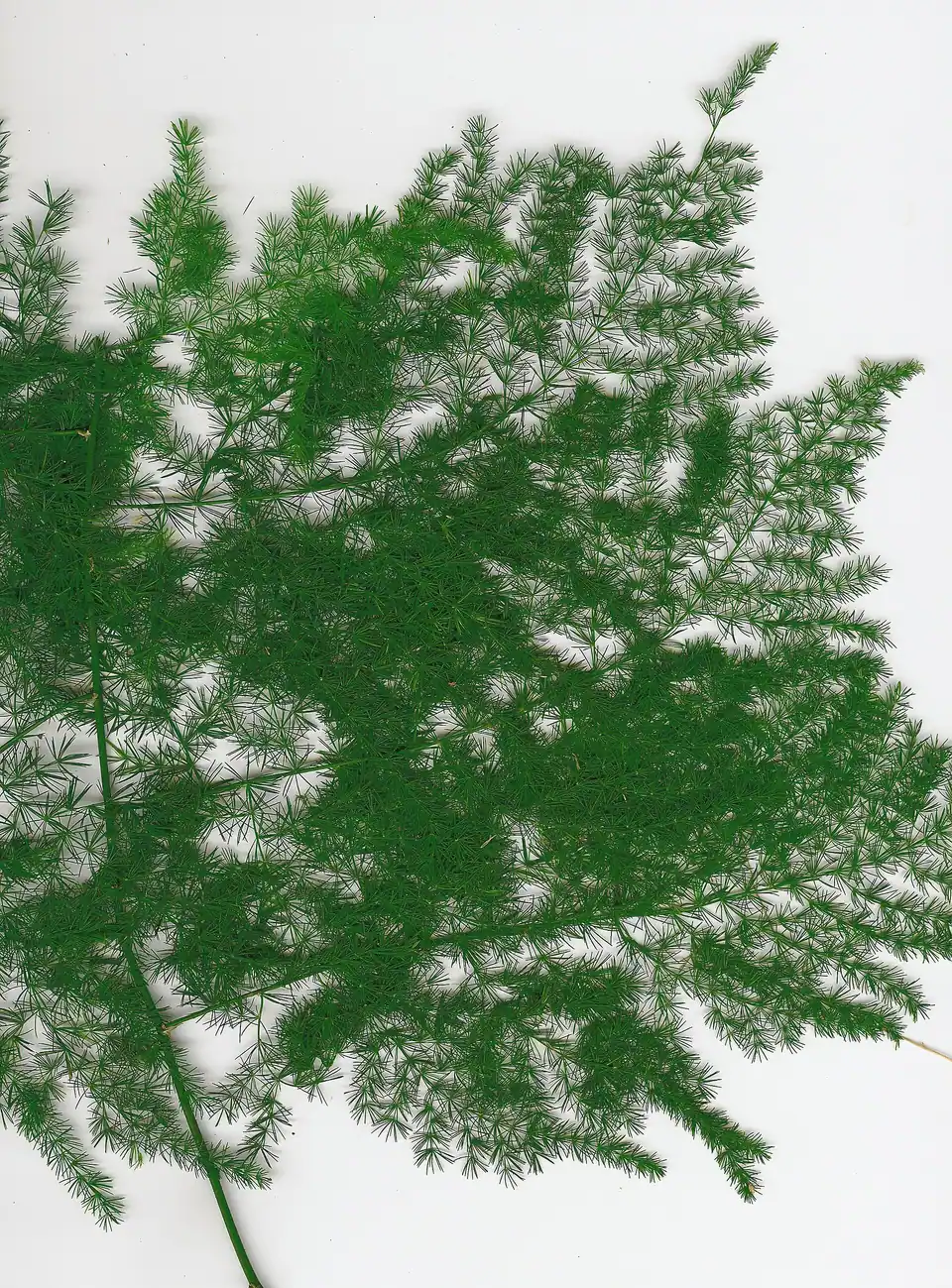 Reference photo of Asparagus Fern (Asparagus setaceus)