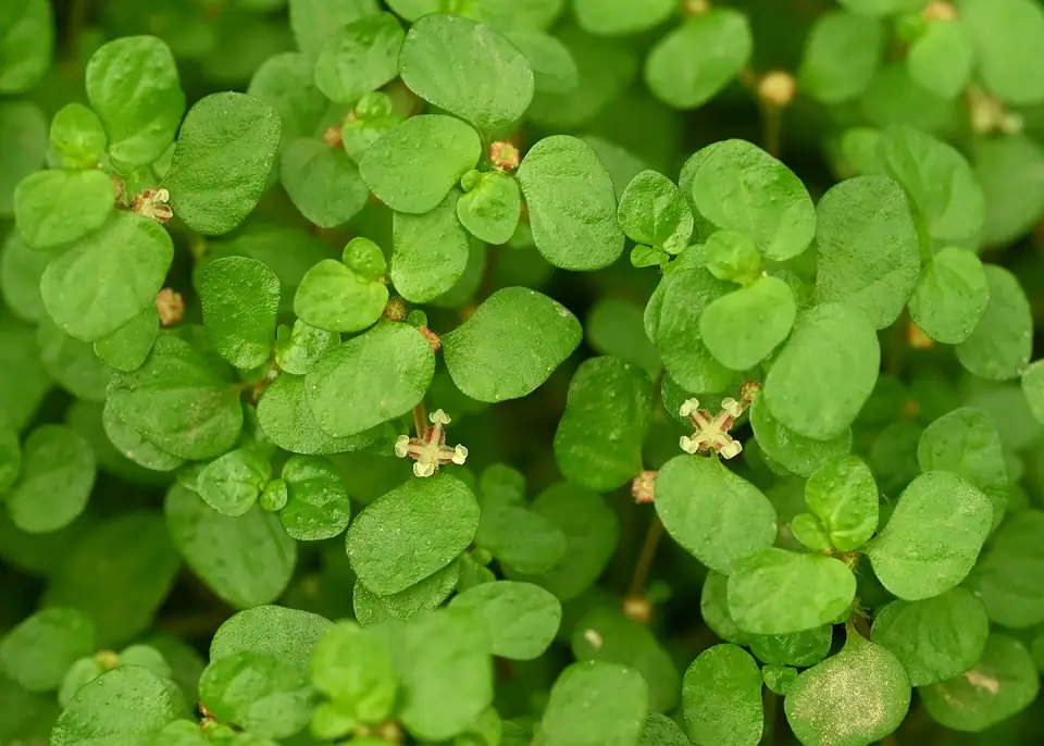 Reference photo of Baby Tears (Soleirolia soleirolii)