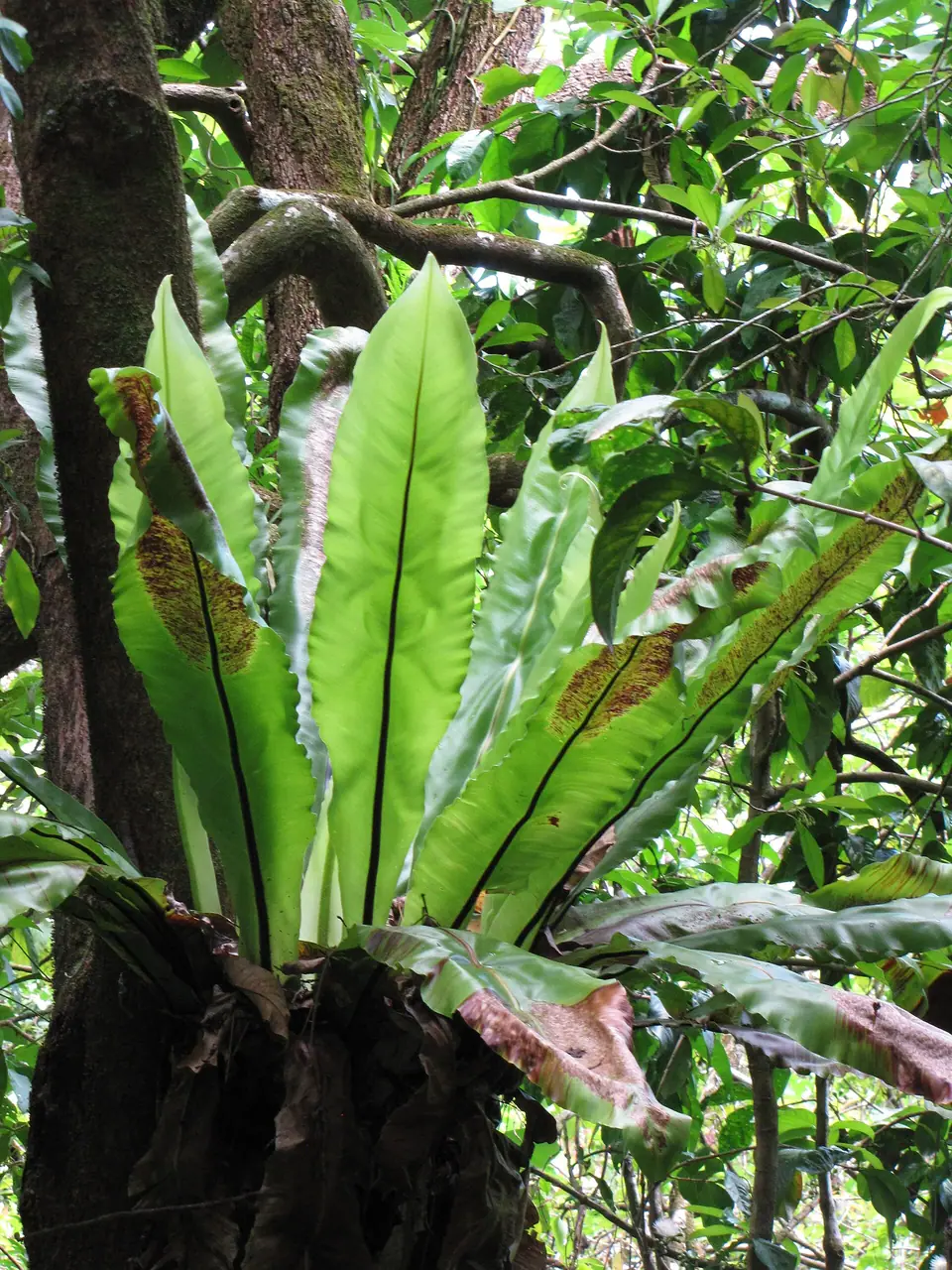 Reference photo of Bird's Nest Fern (Asplenium nidus)