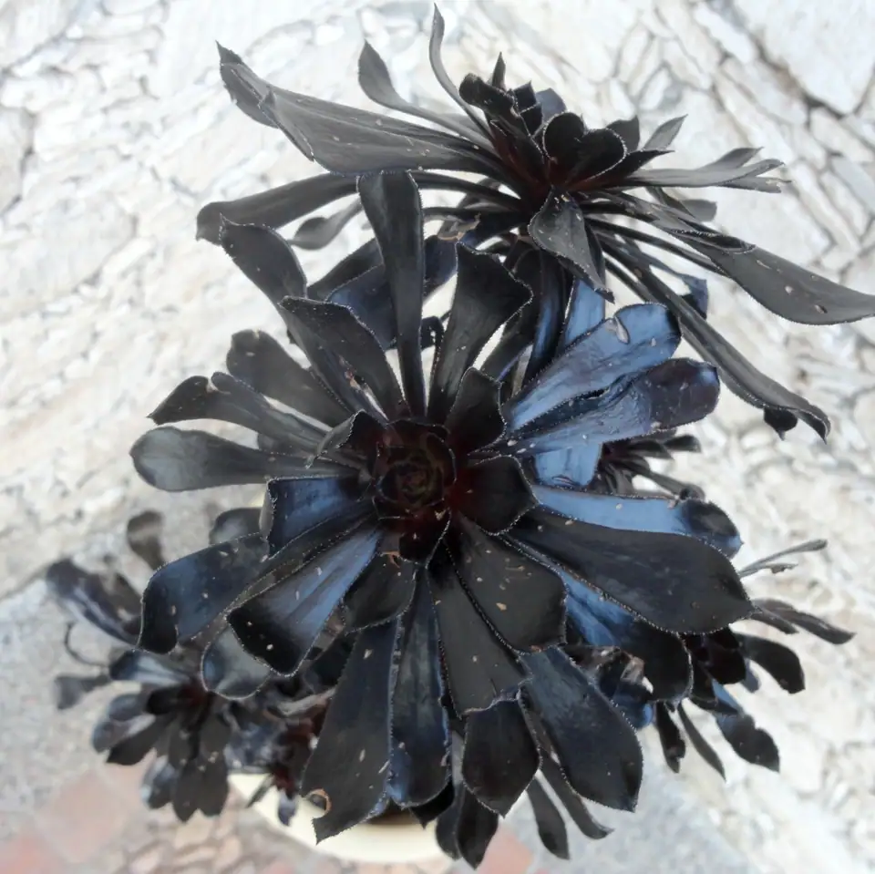 Reference photo of Black Rose Aeonium (Aeonium arboreum 'Zwartkop')