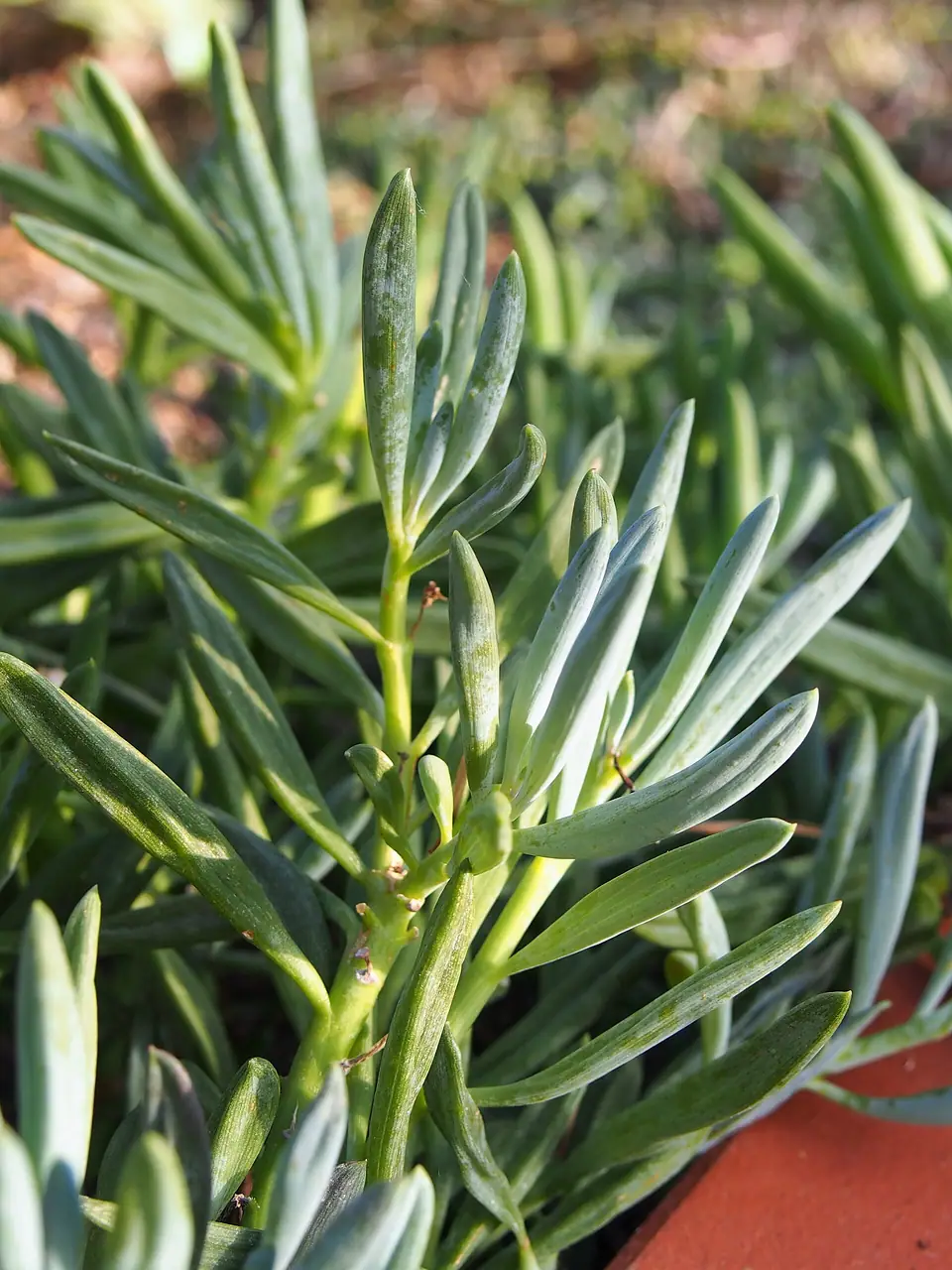 Reference photo of Blue Chalksticks (Curio repens)