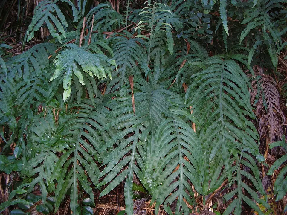 Reference photo of Blue Star Fern (Phlebodium aureum)