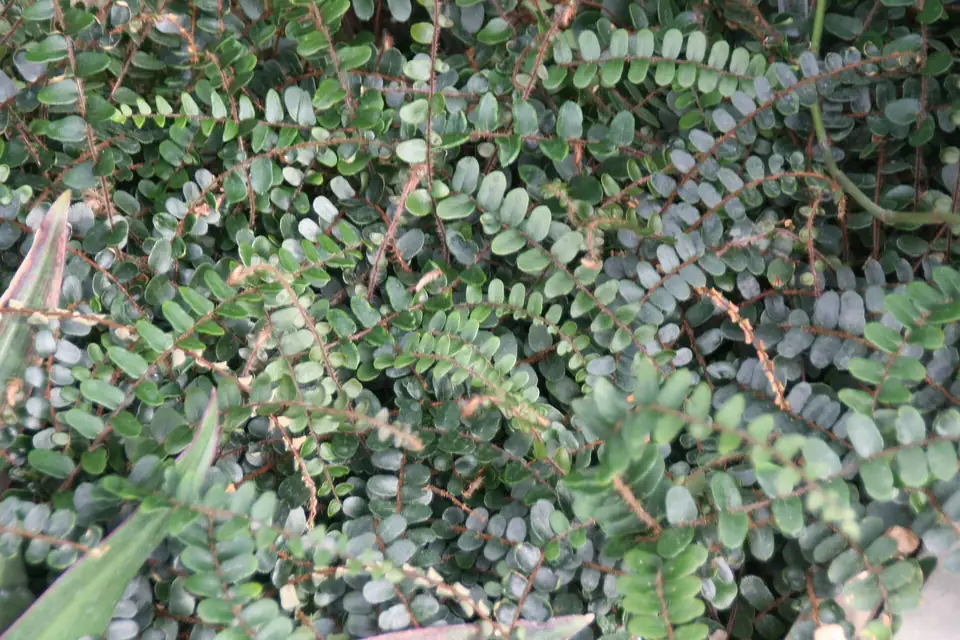 Reference photo of Button Fern (Pellaea rotundifolia)