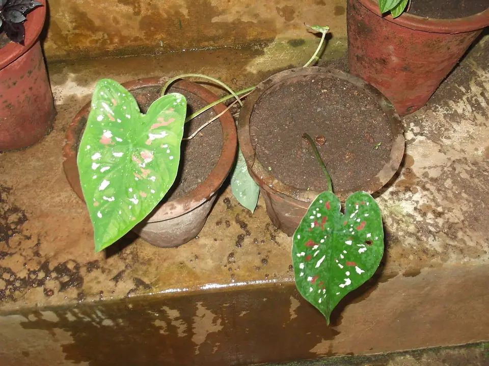 Reference photo of Caladium (Caladium bicolor)