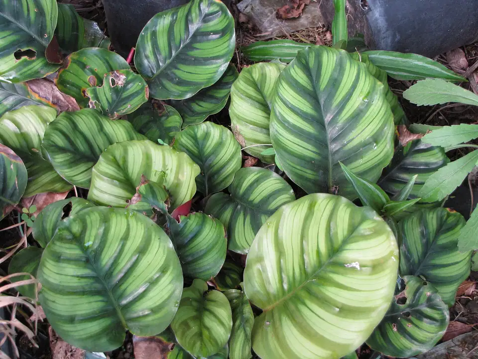 Reference photo of Calathea Orbifolia (Goeppertia orbifolia)