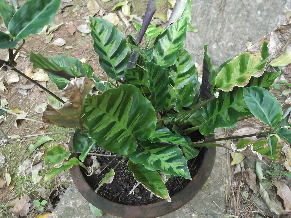 Reference photo of Goeppertia lietzei, the species Goeppertia lietzei 'White Fusion' belongs to