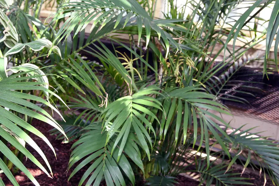 Reference photo of Cat Palm (Chamaedorea cataractarum)