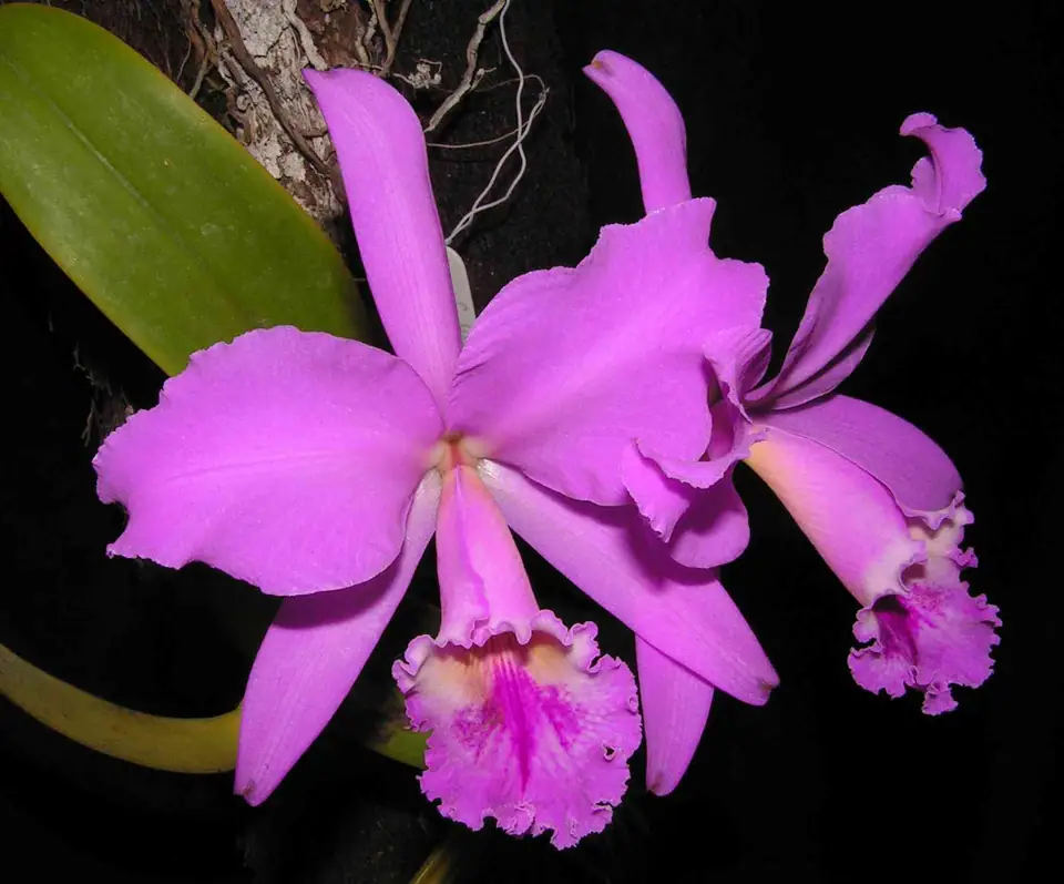 Reference photo of Cattleya Orchid (Cattleya labiata)