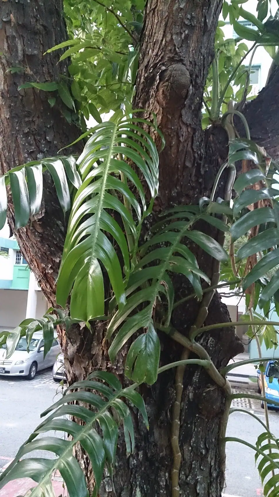 Reference photo of Cebu Blue Pothos (Epipremnum pinnatum)