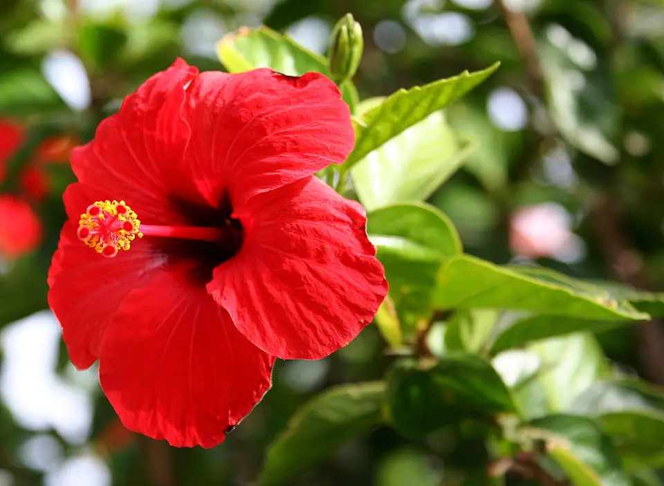 Reference photo of Chinese Hibiscus (Hibiscus rosa-sinensis)