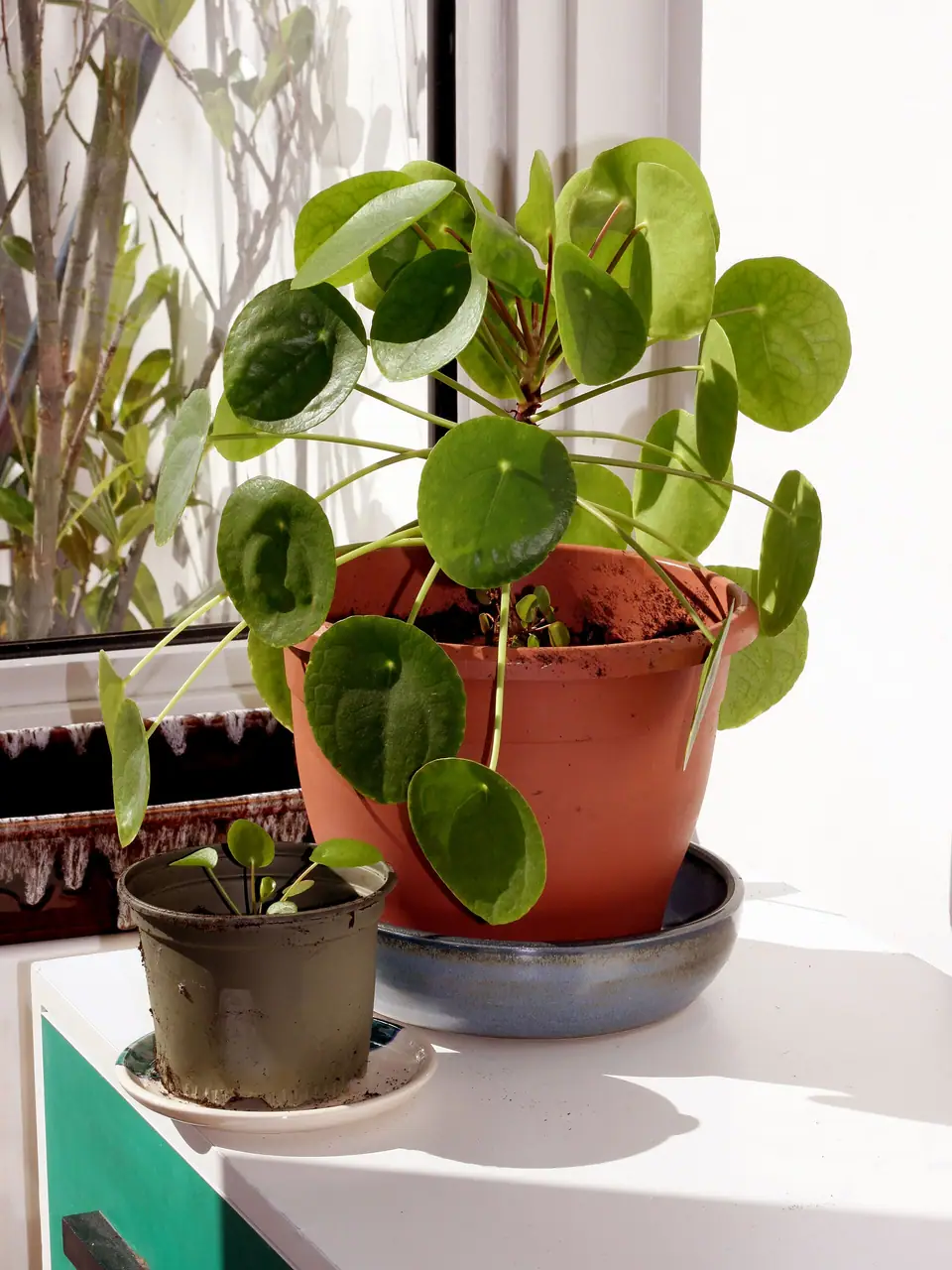 Reference photo of Chinese Money Plant (Pilea peperomioides)