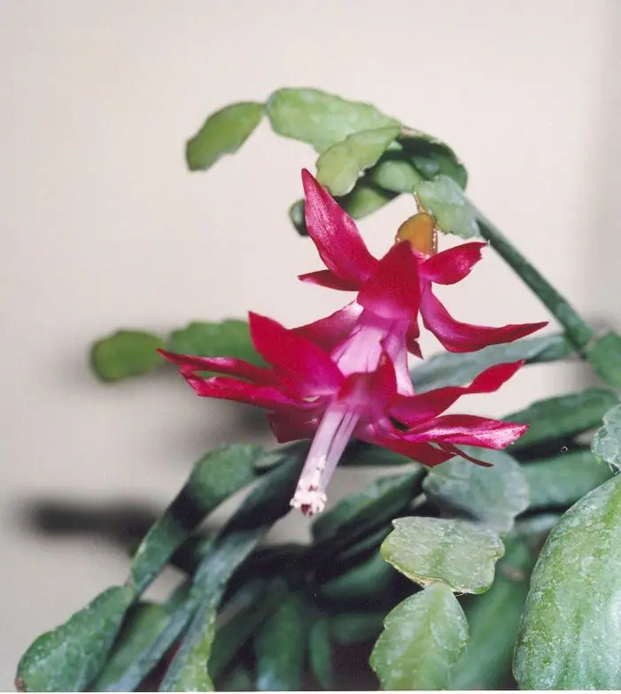 Reference photo of Christmas Cactus (Schlumbergera × buckleyi)