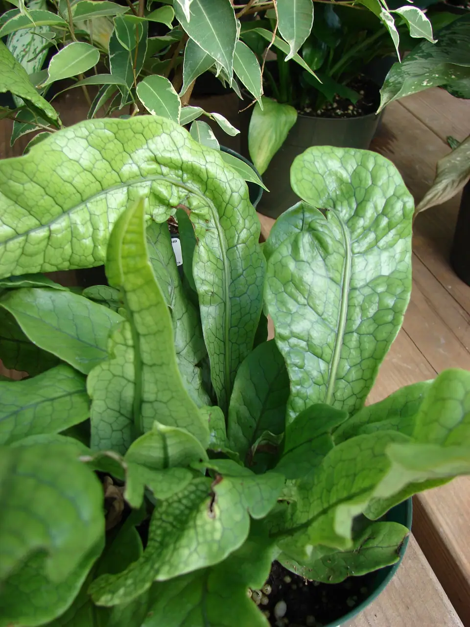 Reference photo of Crocodile Fern (Microsorum musifolium)