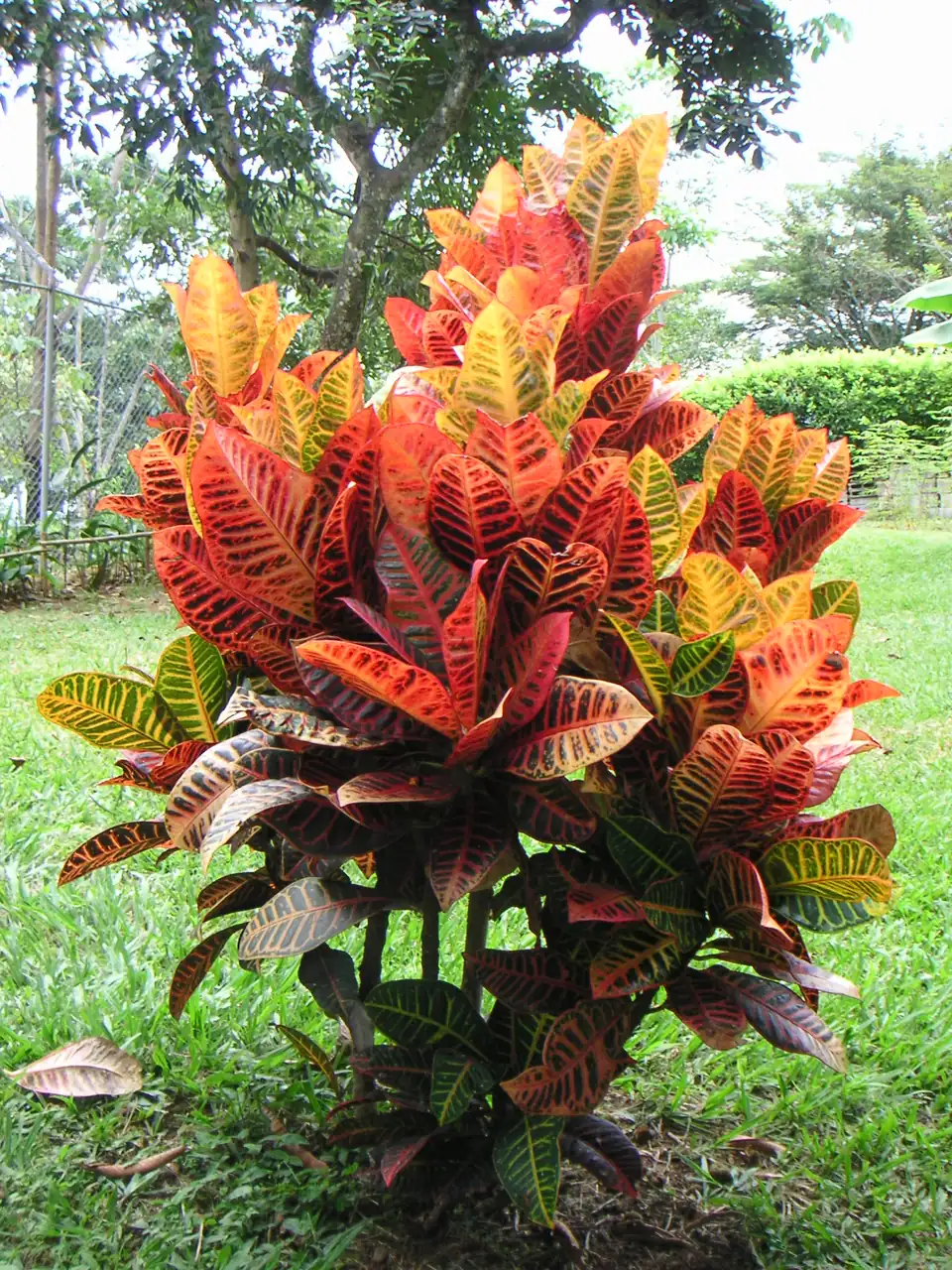 Reference photo of Croton (Codiaeum variegatum)