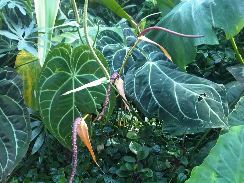 Reference photo of Crystal Anthurium (Anthurium crystallinum)