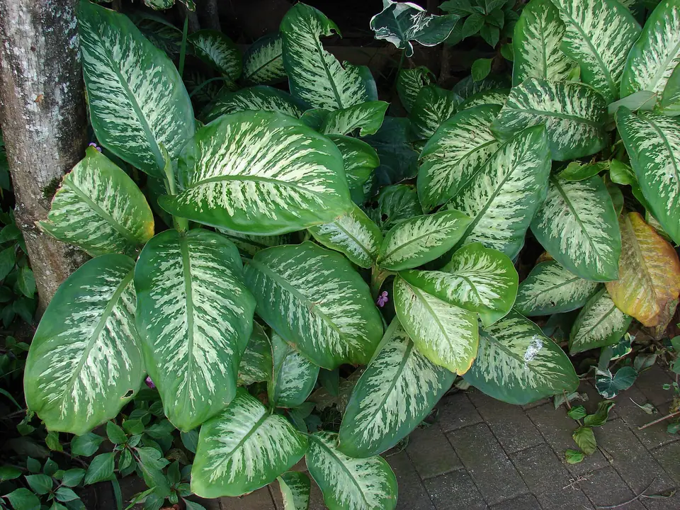Reference photo of Dumb Cane (Dieffenbachia seguine)