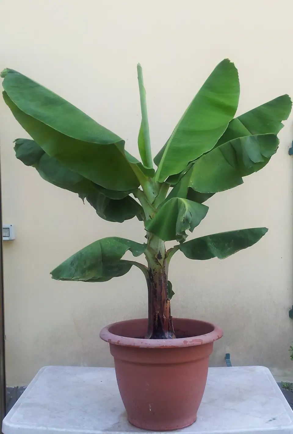 Reference photo of Dwarf Banana (Musa acuminata 'Dwarf Cavendish')
