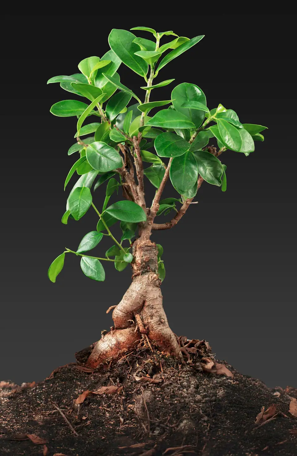 Reference photo of Ficus Ginseng (Ficus microcarpa)