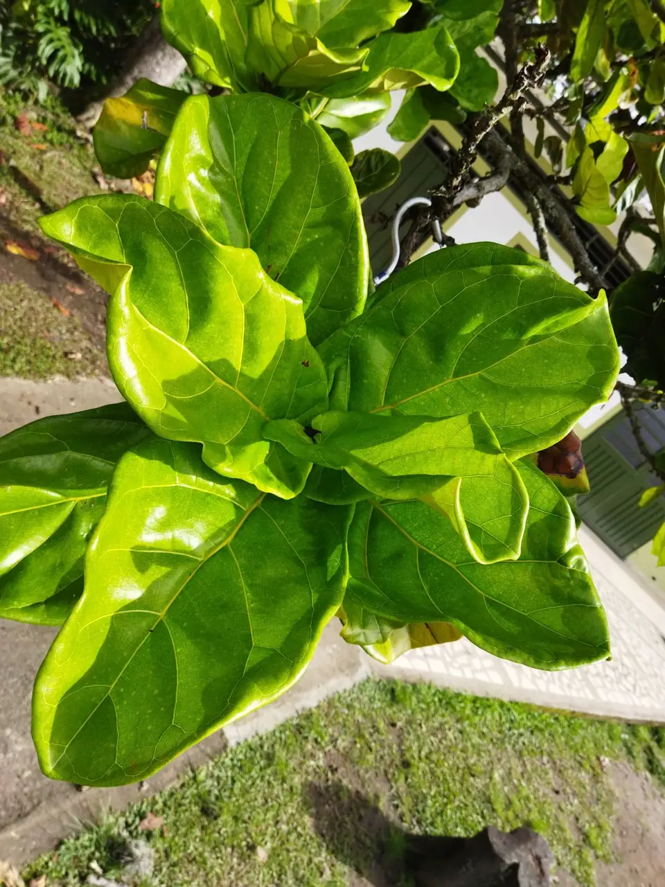 Reference photo of Fiddle Leaf Fig (Ficus lyrata)