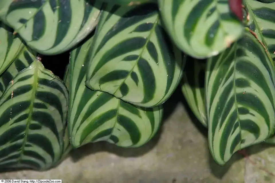 Reference photo of Fishbone Prayer Plant (Ctenanthe burle-marxii)