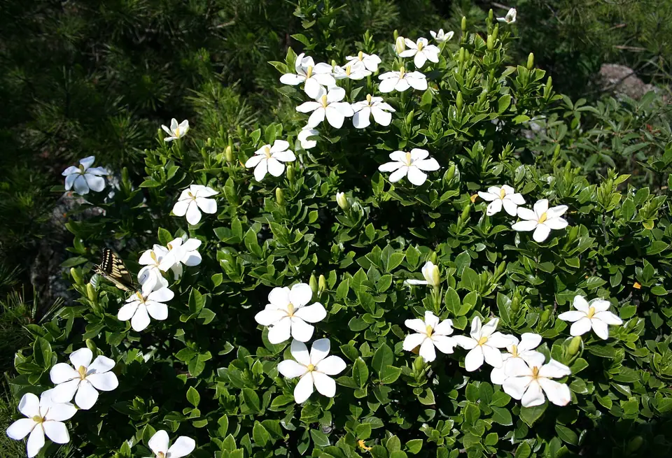 Reference photo of Gardenia (Gardenia jasminoides)