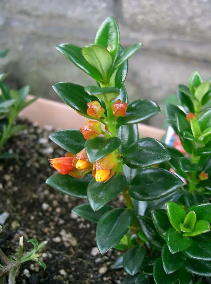 Reference photo of Goldfish Plant (Nematanthus gregarius)