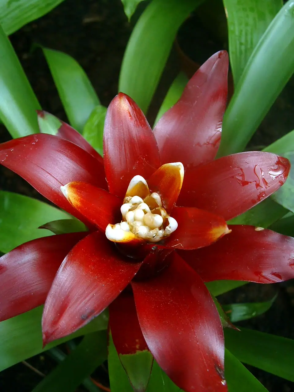 Reference photo of Guzmania (Guzmania lingulata)