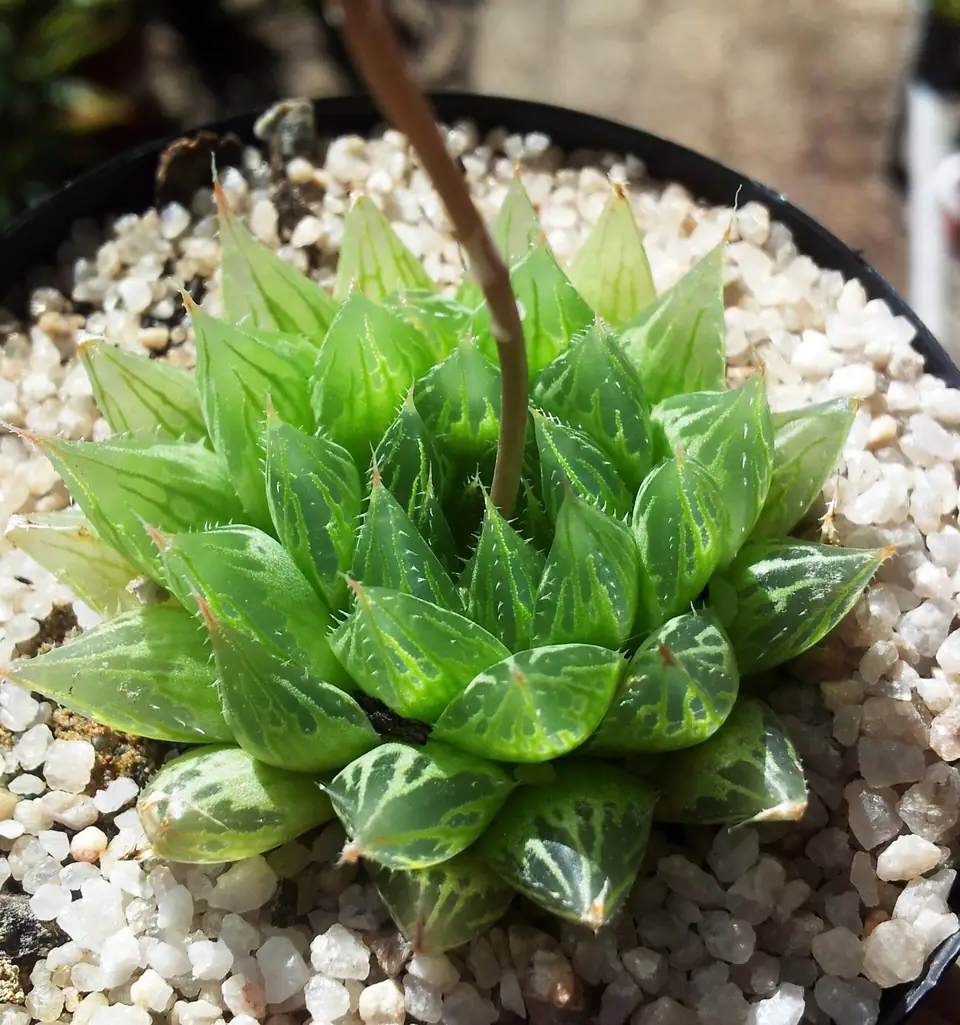 Reference photo of Haworthia Cooperi (Haworthia cooperi)