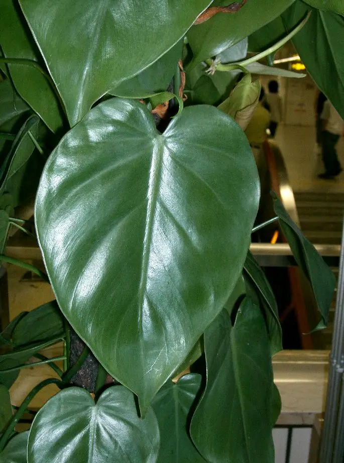 Reference photo of Heartleaf Philodendron (Philodendron hederaceum)