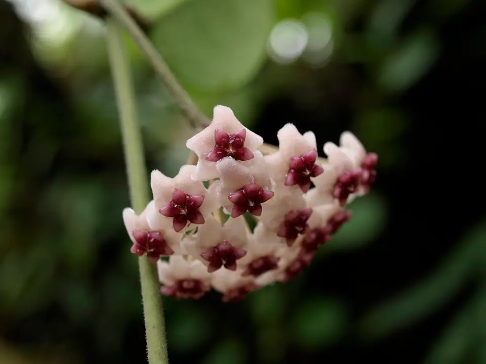Reference photo of Hoya Obovata (Hoya obovata)