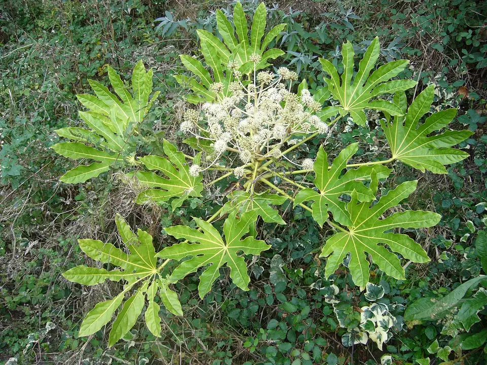 Reference photo of Japanese Aralia (Fatsia japonica)