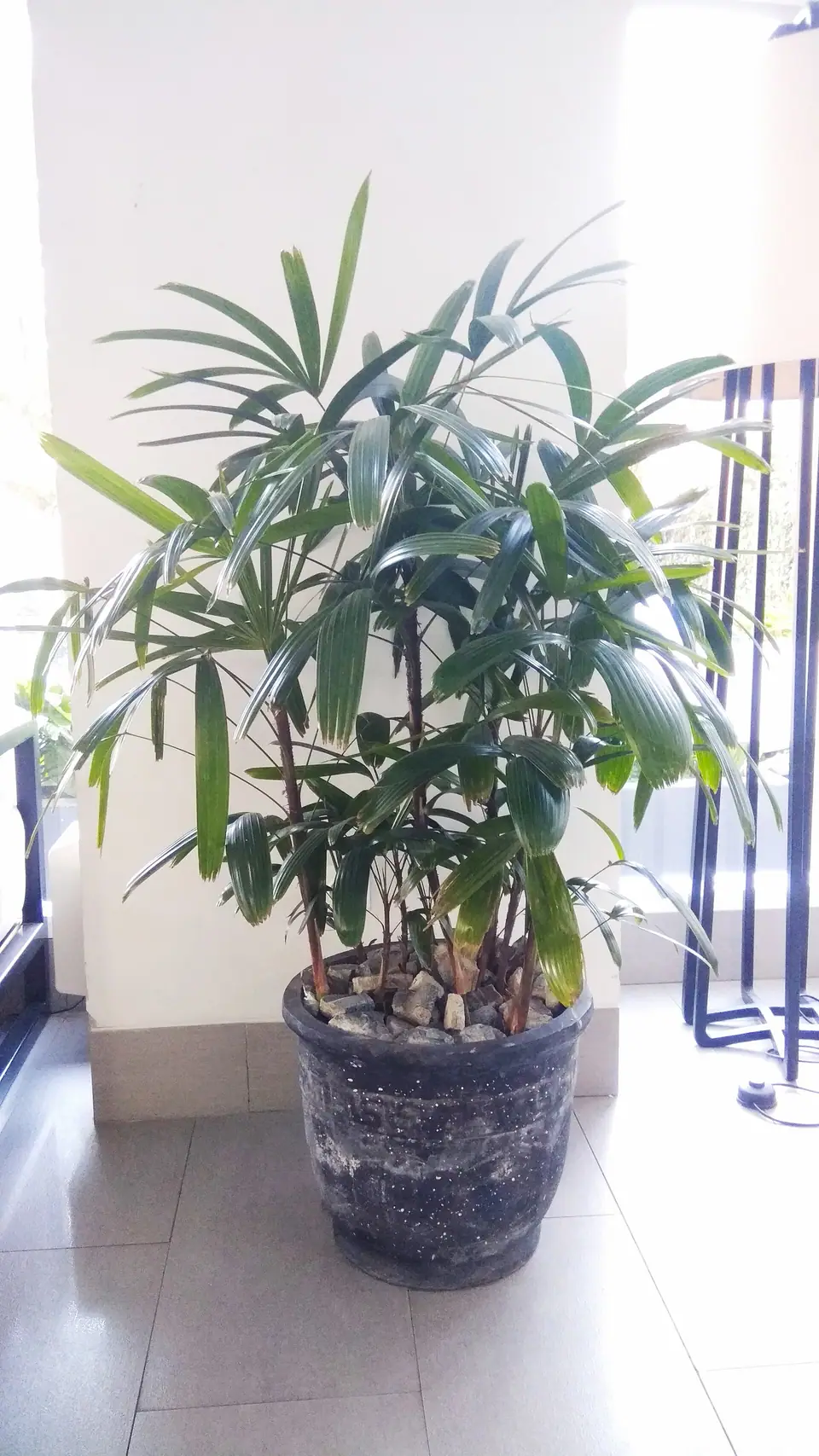 Reference photo of Lady Palm (Rhapis excelsa)