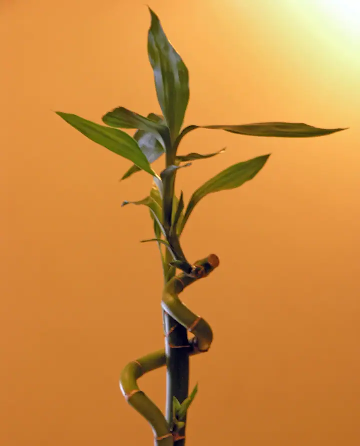 Reference photo of Lucky Bamboo (Dracaena sanderiana)