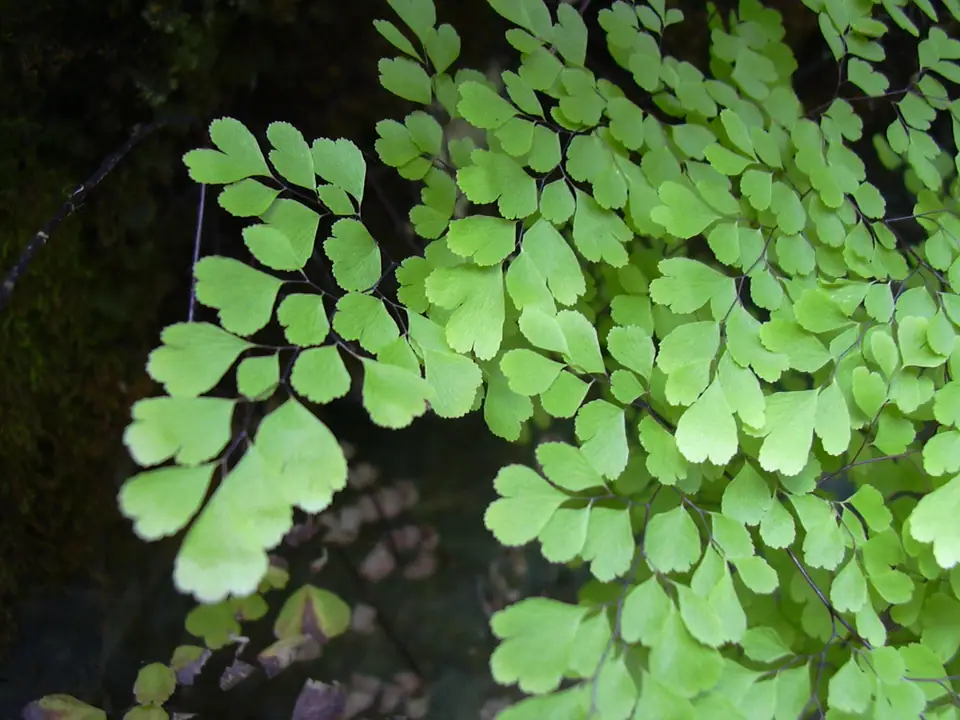 Reference photo of Maidenhair Fern (Adiantum raddianum)
