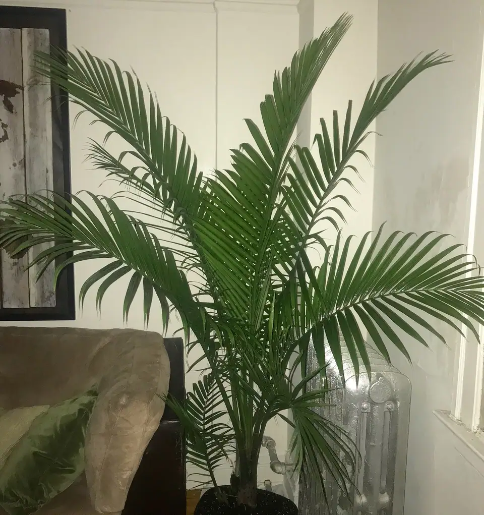 Reference photo of Majesty Palm (Ravenea rivularis)