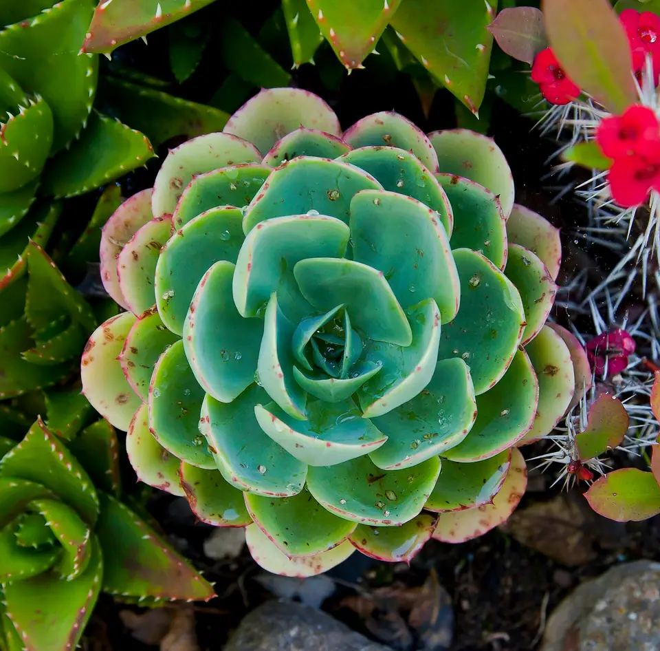 Reference photo of Mexican Snowball (Echeveria elegans)