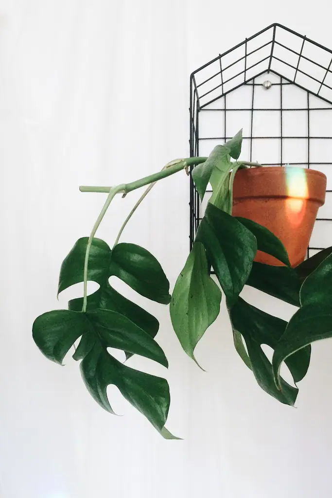 Reference photo of Mini Monstera (Rhaphidophora tetrasperma)