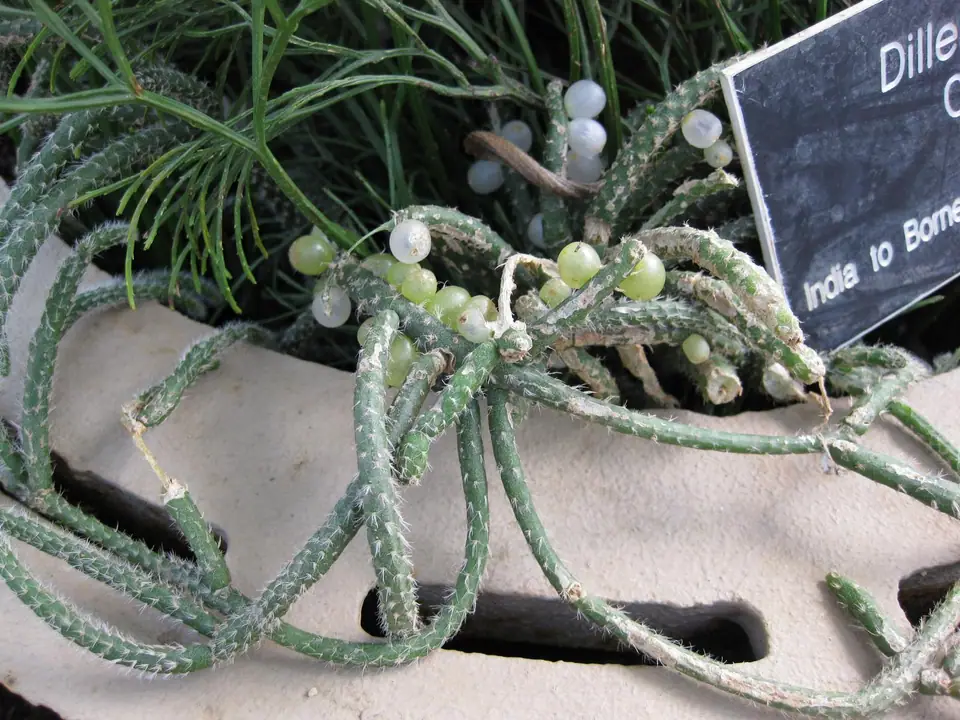 Reference photo of Mistletoe Cactus (Rhipsalis baccifera)