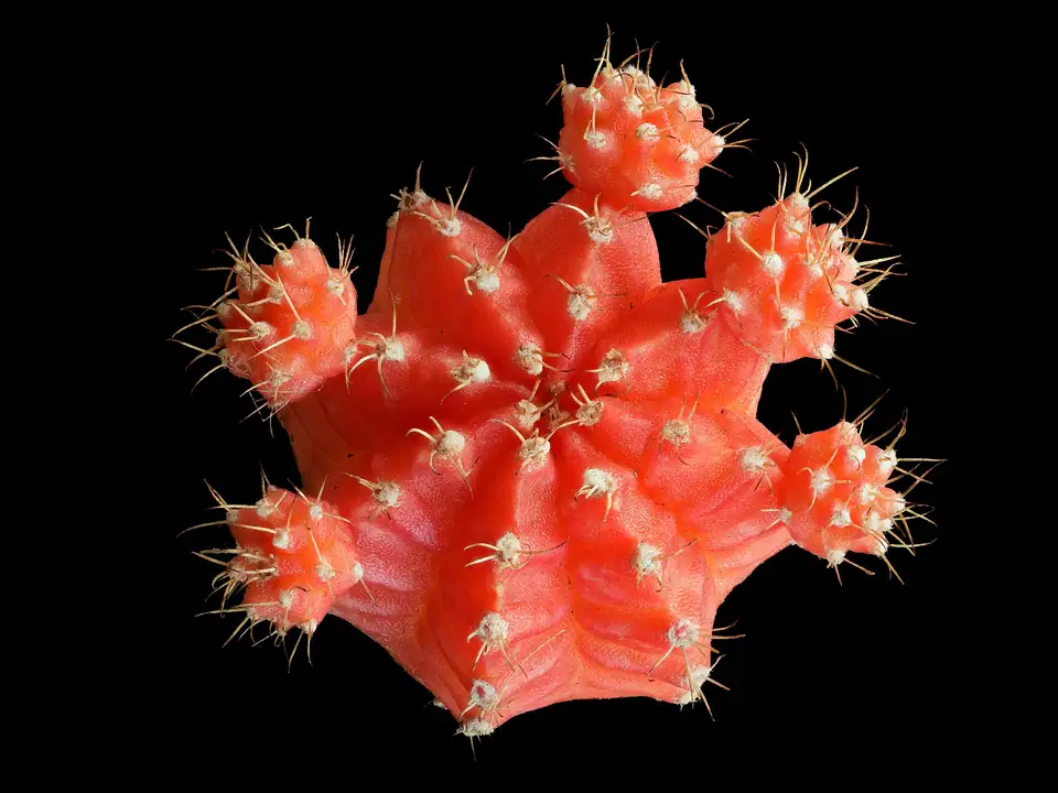 Reference photo of Moon Cactus (Gymnocalycium mihanovichii)