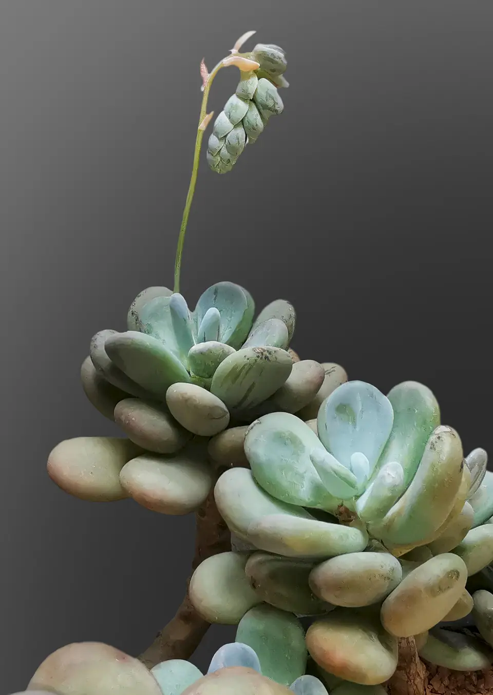 Reference photo of Moonstones (Pachyphytum oviferum)