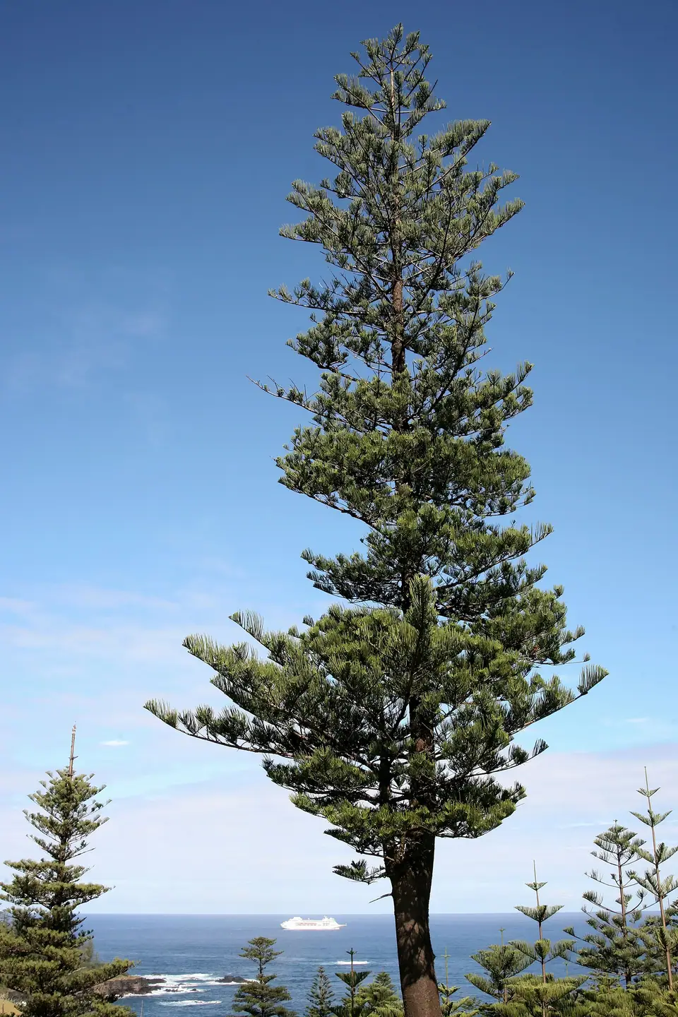 Reference photo of Norfolk Island Pine (Araucaria heterophylla)