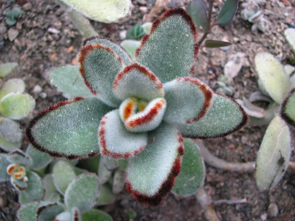 Reference photo of Panda Plant (Kalanchoe tomentosa)